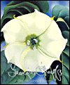 9780760711125: One Hundred Flowers by Georgia O'Keeffe (B&N Books)