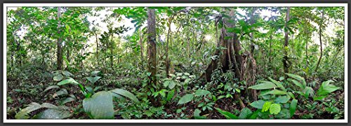 Imagen de archivo de Rainforest (Panoramas) a la venta por Wonder Book