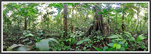 Stock image for Rainforest (Panoramas) for sale by Wonder Book
