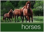 Beispielbild fr Horses A Photographic Celebration zum Verkauf von Wonder Book