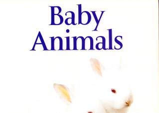 Stock image for Baby Animals for sale by WorldofBooks