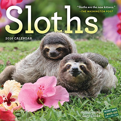 9780761183235: Sloths Wall Calendar 2016