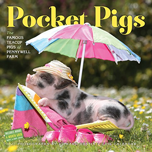 9780761183280: Pocket Pigs 2016 Calendar: The Famous Teacup Pigs of Pennywell Farm