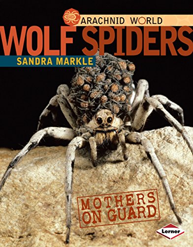 Beispielbild fr Wolf Spiders : Mothers on Guard zum Verkauf von Better World Books