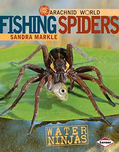 9780761350446: Fishing Spiders: Water Ninjas