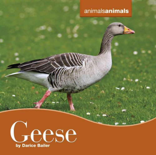 Geese (Animals Animals, 11) (9780761448402) by Bailer, Darice