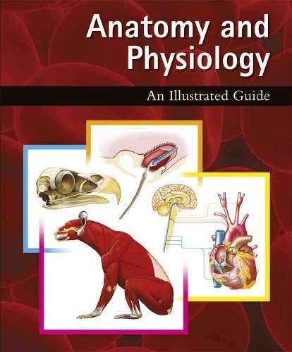Imagen de archivo de Anatomy and Physiology: An Illustrated Guide a la venta por Wonder Book