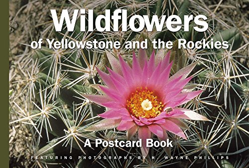 Stock image for Wildflowers of Yellowstone and the Rockies: A Postcard Book (Postcard Books) for sale by Half Price Books Inc.