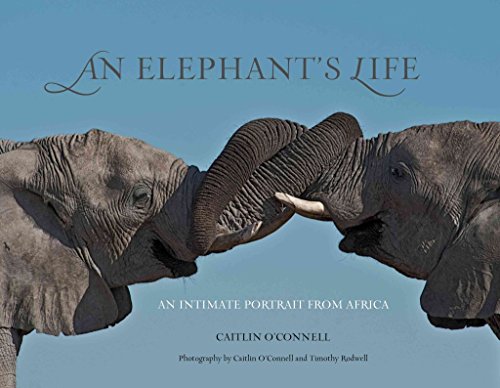 Beispielbild fr Elephant's Life: An Intimate Portrait From Africa zum Verkauf von BooksRun