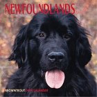 Cal 99 Newfoundlands (9780763113261) by Unknown Author