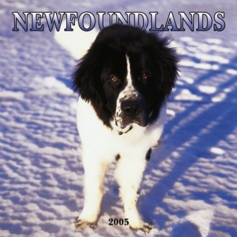 Newfoundlands 2005 Wall Calendar (9780763176297) by NOT A BOOK