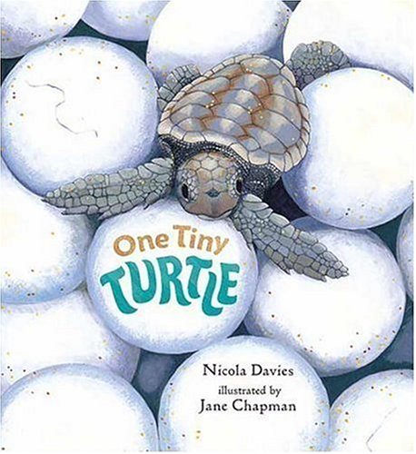 9780763615499: One Tiny Turtle (Read and Wonder)