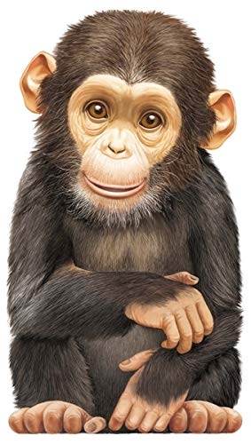 Stock image for Little Chimp (Look at Me Books (Barron's)) for sale by SecondSale