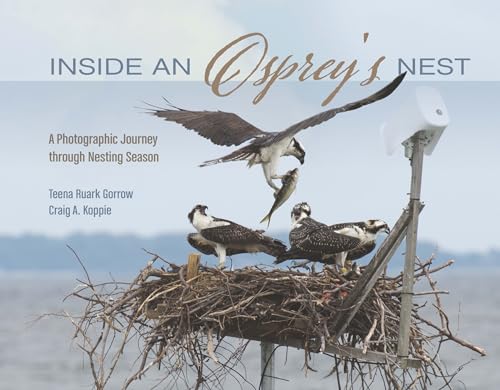 Stock image for Inside an Osprey's Nest: A Photographic Journey through Nesting Season for sale by WorldofBooks