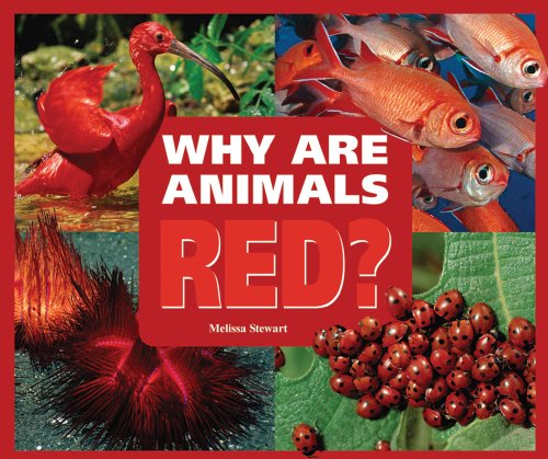 Beispielbild fr Why are Animals Red? (Rainbow of Animals) zum Verkauf von Reuseabook
