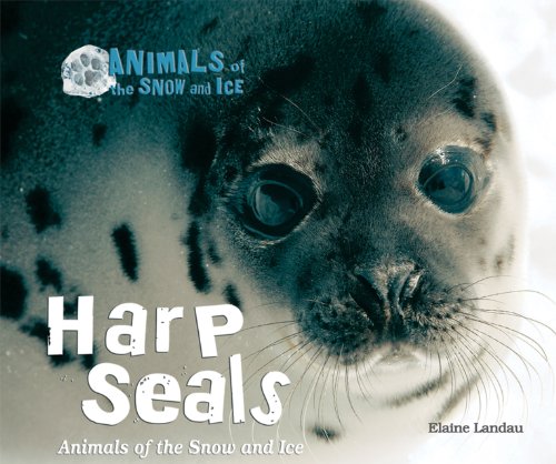 Stock image for Harp Seals : Animals of the Snow and Ice for sale by Better World Books