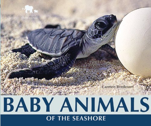 Beispielbild fr Baby Animals of the Seashore zum Verkauf von Better World Books