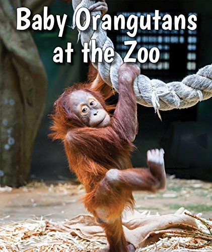 Imagen de archivo de Baby Orangutans at the Zoo a la venta por ThriftBooks-Atlanta