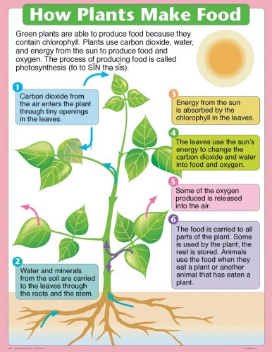 How Plants Make Food (9780768213560) by Schaffer, Frank