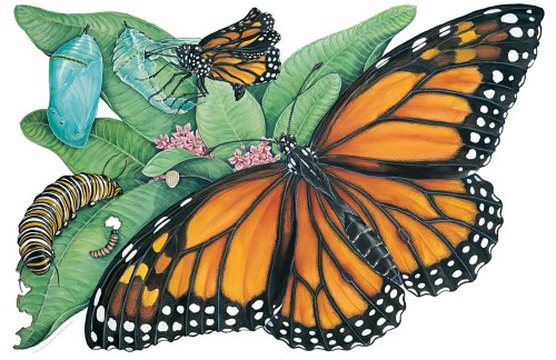 9780768216370: Metamorphosis of a Butterfly Floor Puzzle