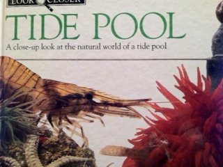 Stock image for Tide Pool Look Closer for sale by Wonder Book