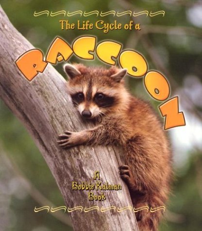 Imagen de archivo de The Life Cycle of a Raccoon a la venta por ThriftBooks-Dallas