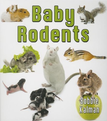 Beispielbild fr Baby Rodents It's Fun to Learn about Baby Animals zum Verkauf von PBShop.store US