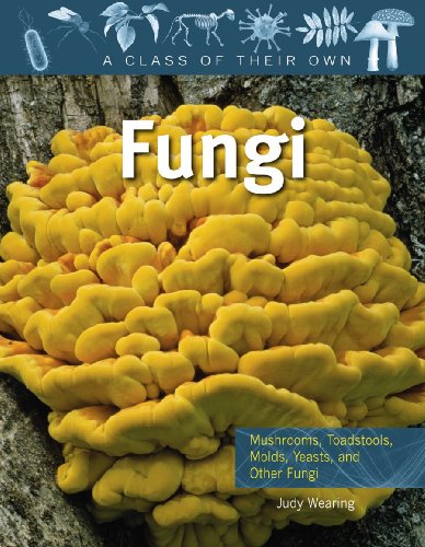 Imagen de archivo de Fungi: Mushrooms, Toadstools, Molds, Yeasts, and Other Fungi (Class of Their Own) a la venta por HPB-Red