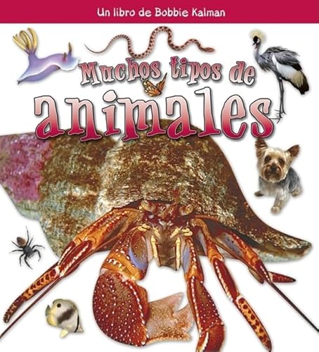 Muchos Tipos de Animales (Many Kinds of Animals) (Â¿QuÃ© Tipo de Animal Es? (What Kind of Animal Is It?)) (Spanish Edition) (9780778788683) by Aloian, Molly