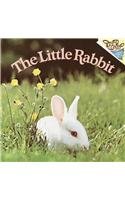 9780780788848: The Little Rabbit