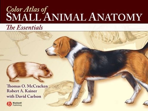 Beispielbild fr Color Atlas of Small Animal Anatomy: The Essentials zum Verkauf von HPB-Red