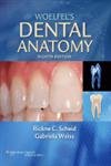 Stock image for Woelfel's Dental Anatomy: Its Relevance to Dentistry for sale by ThriftBooks-Atlanta