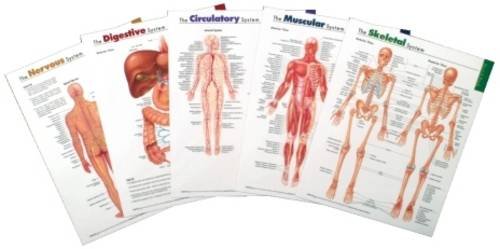 Portapack Systems Set (9780781773584) by Anatomical Chart Company