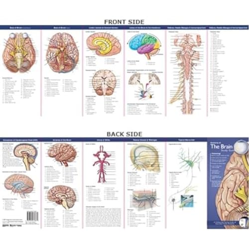 Imagen de archivo de Anatomy of the Brain: Study Guide (Anatomical Chart Company's Illustrated Pocket Anatomy) a la venta por WorldofBooks