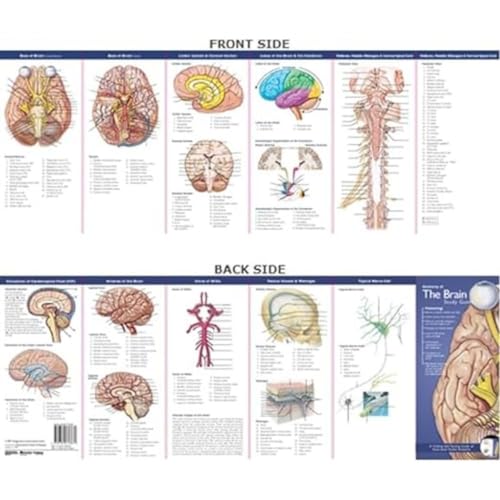 Stock image for Anatomy of the Brain: Study Guide (Anatomical Chart Company's Illustrated Pocket Anatomy) for sale by WorldofBooks