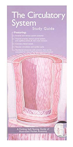 Lippincott Usa The Muscular System Anatomical Chart