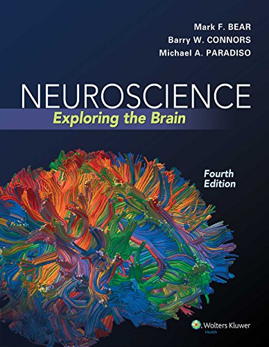 Beispielbild fr Neuroscience: Exploring the Brain, Fourth Edition by Mark F. Bear, Barry W. Connors, Michael A. Paradiso (2015) Hardcover zum Verkauf von BooksRun