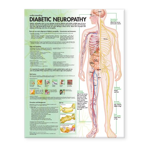 Understanding Diabetic Neuropathies (9780781782401) by Lippincott Williams & Wilkins