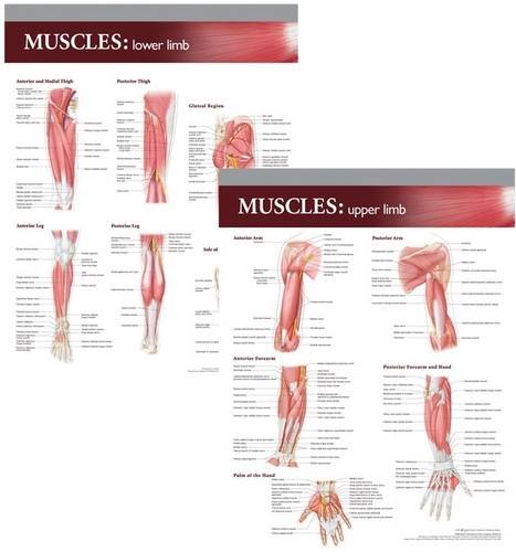 9780781786386: Lippincott Williams & Wilkins Atlas of Anatomy Musculature Chart Set