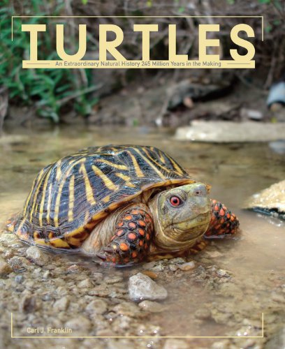 Stock image for Turtles for sale by More Than Words