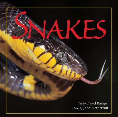 Stock image for Snakes for sale by Better World Books