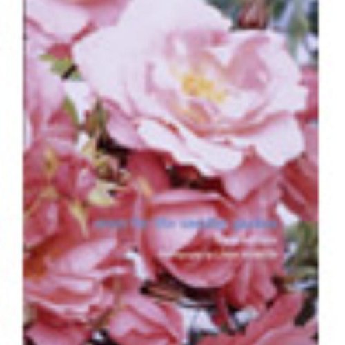 Stock image for Roses for the Smaller Garden for sale by The Book Spot