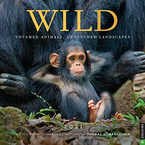 Stock image for Wild 2021 Wall Calendar: Untamed Animals, Untouched Landscapes for sale by Book Outpost
