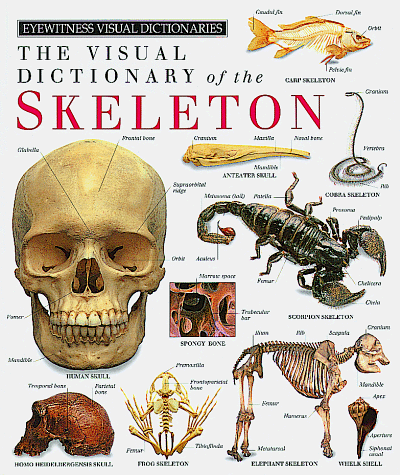 Beispielbild fr The Visual Dictionary of the Skeleton zum Verkauf von Better World Books