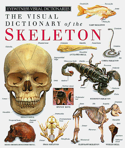 9780789401359: Eyewitness Visual Dictionary of the Skeleton