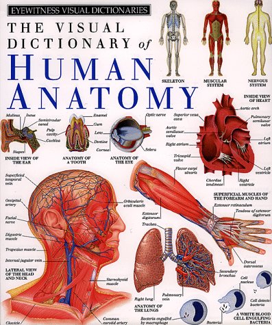 Stock image for The Visual Dictionary of Human Anatomy for sale by Better World Books