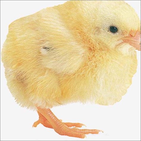 Stock image for Chick for sale by Better World Books