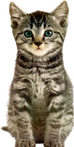 Beispielbild fr Jumbo Animal Shaped Board Book: Kitten zum Verkauf von Wonder Book