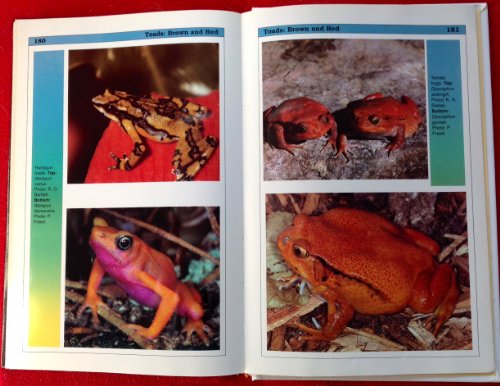Imagen de archivo de Fantastic Frogs a la venta por Better World Books
