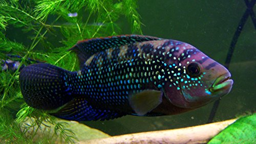 Stock image for The Guide to Owning Central American Cichlids for sale by HPB-Diamond